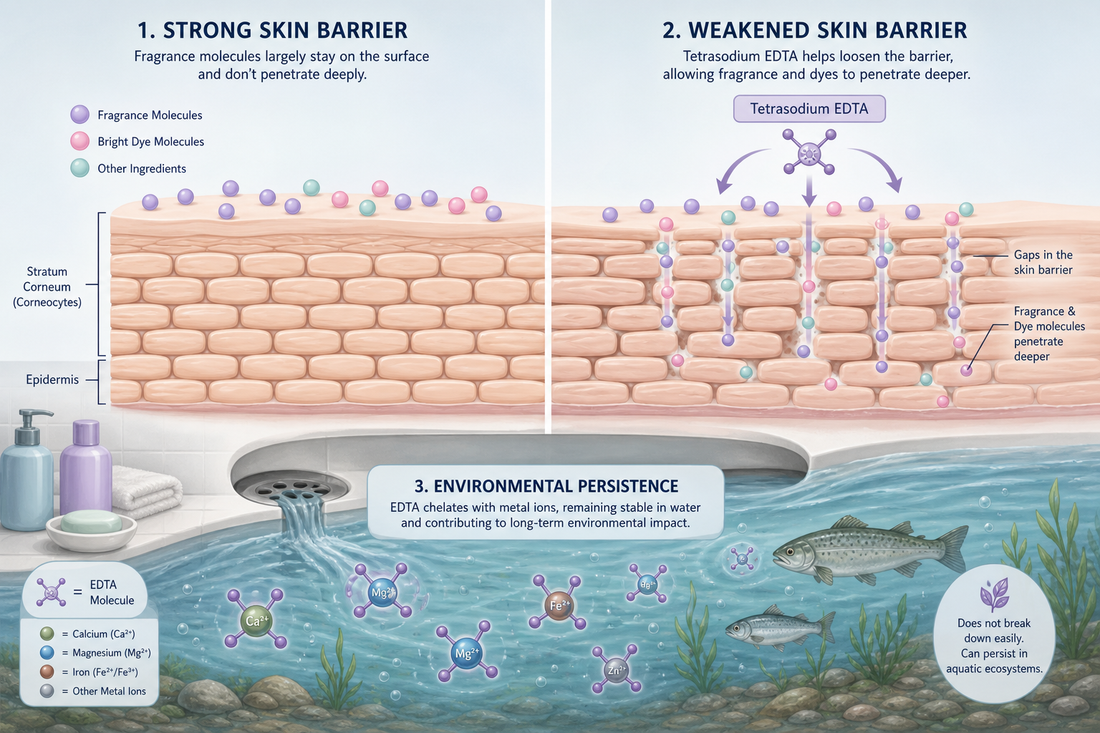 Tetrasodium EDTA in Soap: Can It Push Fragrance Molecules Deeper Into Skin and Why Is It an Environmental Concern?